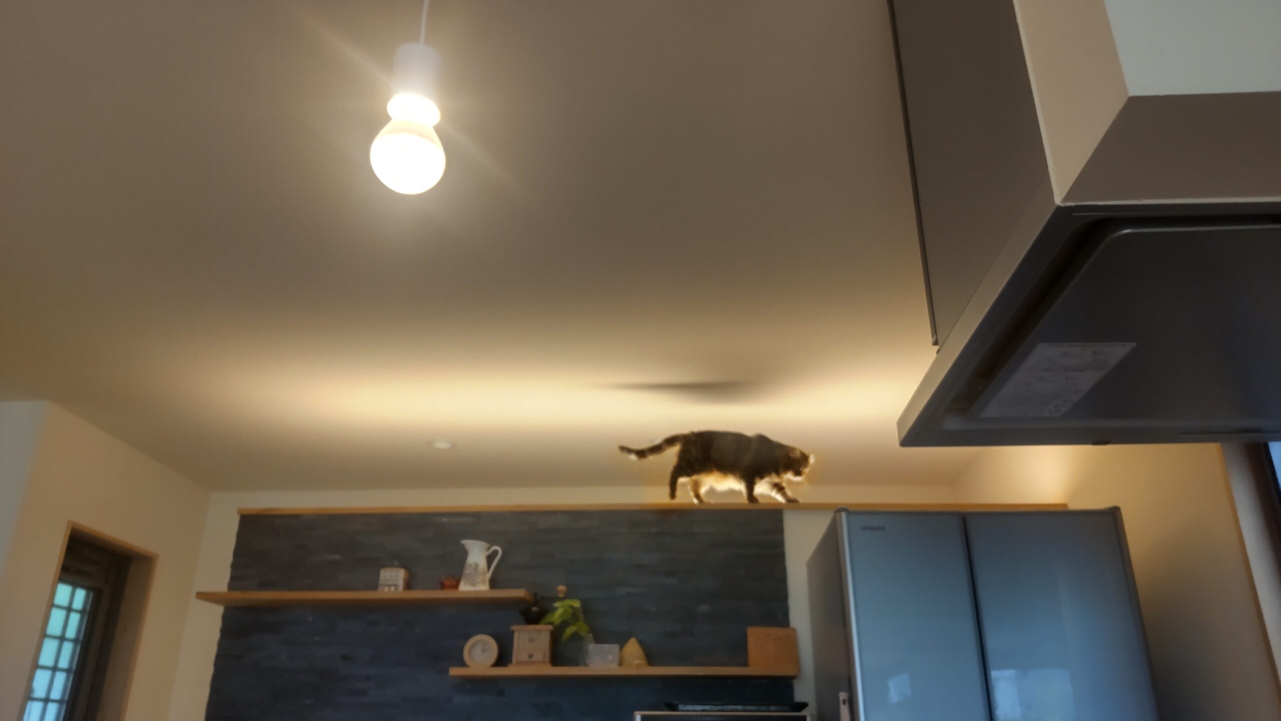 猫,キッチン